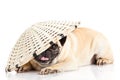 Dog pugdog isolated on white background basket Vietnam