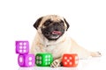 Dog pugdog isolated on white background dices toy pet