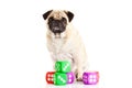 Dog pugdog isolated on white background dices toy pet