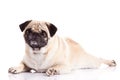 Dog pugdog isolated on white background laying pet