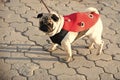 Dog or pugdog in red coat walk on pavement