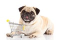 Dog pugdog shopping trolly isolated on white background. shopper Royalty Free Stock Photo