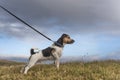 Dog is pulling on the leash - jack russell terrier