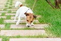 Dog pulling leash tries to eat something from ground Royalty Free Stock Photo