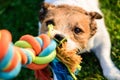 Dog pulls chewing colourful toy cotton rope Royalty Free Stock Photo
