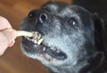 dog pulls and holds a bone from his hand with his teeth Royalty Free Stock Photo