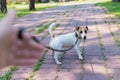 The dog pulls on its owner`s leash. A man walks with a Jack Russell Terrier. Royalty Free Stock Photo