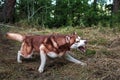 Dog pulls the leash and Royalty Free Stock Photo