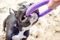 Dog pulls toy. Owner Playing With Dog using puller. Staffordshire terrier with puller toy in teeth