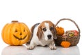 Dog with pumpkins Royalty Free Stock Photo