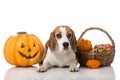 Dog with pumpkins Royalty Free Stock Photo