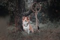 Dog with pumpkins. Shetland Sheepdog. Thanksgiving day. Fall season. Halloween holidays. Sheltie dog breed