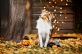 Dog with pumpkins. Shetland Sheepdog. Thanksgiving day. Fall season. Halloween holidays. Sheltie dog breed