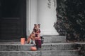 Dog with pumpkins. Shetland Sheepdog. Thanksgiving day. Fall season. Halloween holidays. Sheltie dog breed