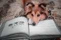 Dog with pumpkins. Shetland Sheepdog. Thanksgiving day. Fall season. Halloween holidays. Sheltie dog breed