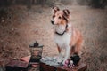 Dog with pumpkins. Shetland Sheepdog. Thanksgiving day. Fall season. Halloween holidays. Sheltie dog breed