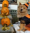 Dog and pumpkins Royalty Free Stock Photo