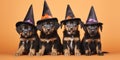 Dog puppies with Halloween witch costume hats on orange background Royalty Free Stock Photo