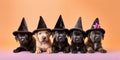 Dog puppies with Halloween witch costume hats on orange background Royalty Free Stock Photo