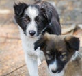 Dog Puppies Looking in Camera Royalty Free Stock Photo