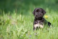 Dog puppies in a meadow Royalty Free Stock Photo