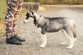 Dog puppies of the Siberian husky is worth fulfilling the command of his coach. dog training