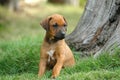 Dog puppy Royalty Free Stock Photo