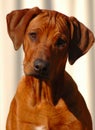 Dog puppy Royalty Free Stock Photo