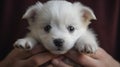 Dog puppy Adoption, Adopt dog from rescues and shelters. Rehome a Dog. Cute little stray homeless white puppy in new owner hand Royalty Free Stock Photo