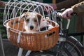 Dog puppy in a bicycle basket