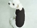 Dog puppy black t-shirt mock up white Maltese model