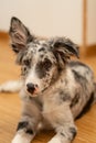 Dog Puppy Border Collie Merle