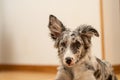 Dog Puppy Border Collie Merle