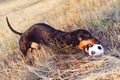 Dog puppy, breed dachshund black tan, looks at his ball while waiting for the game on a autumn grass and mountains Royalty Free Stock Photo