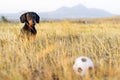 Dog puppy, breed dachshund black tan, looks at his ball while waiting for the game on a autumn grass and mountains Royalty Free Stock Photo