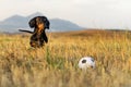 Dog puppy, breed dachshund black tan, looks at his ball while waiting for the game on a autumn grass and mountains Royalty Free Stock Photo