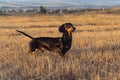 Dog puppy, breed dachshund black tan, playing and walking on a autumn grass and mountains Royalty Free Stock Photo