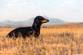 Dog puppy, breed dachshund black tan, playing and walking on a autumn grass and mountains Royalty Free Stock Photo