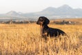 Dog puppy, breed dachshund black tan, playing and walking on a autumn grass and mountains in the park Royalty Free Stock Photo