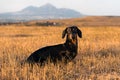 Dog puppy, breed dachshund black tan, playing and walking on a autumn grass and mountains in the park Royalty Free Stock Photo