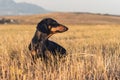 Dog puppy, breed dachshund black tan, playing and walking on a autumn grass in the park Royalty Free Stock Photo