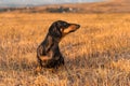 Dog puppy, breed dachshund black tan, playing and walking on a autumn grass in the park Royalty Free Stock Photo