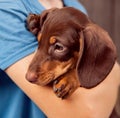 Dog puppy breed dachshund on hand of a boy, teenager and his pet