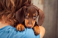 Dog puppy breed dachshund on the shoulder of a boy, a teenager