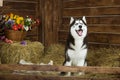 Dog-puppy of breed Siberian husky Royalty Free Stock Photo