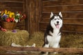 Dog-puppy of breed Siberian husky Royalty Free Stock Photo
