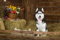 Dog-puppy of breed Siberian husky Royalty Free Stock Photo