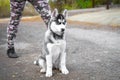 Dog puppy of the breed Siberian Husky stands next to his master in an attacking pose. dog training and obedience Royalty Free Stock Photo