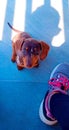 Dog puppy of the brown harlequin daschund breed watching his owner sitting and looking forward to a morning walk