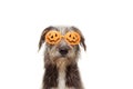 Dog puppy celebrating halloween wearing pumpkin orange glasses costume. Isolated on white background Royalty Free Stock Photo